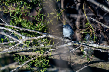 Hungry Blue Gray Gnatcatcher forages from branch to branch in the vegetation trees while looking to left.