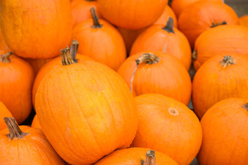 Many pumpkins for sale for Halloween. Background for celebration.