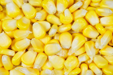 Corn texture for cooked food - Yellow corns background