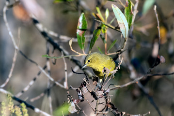 Busy Orange Crowned Warbler searches and rummages through the tree leaves looking for bugs to eat.