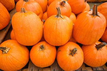 Many pumpkins for sale for Halloween. Background for celebration.