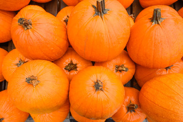 Flat lay, many pumpkins for sale for halloween.