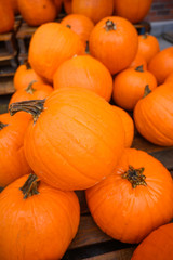 Many pumpkins for sale for Halloween. Background for celebration. Vertical frame.
