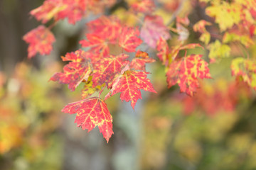 fall autumn red yellow orange leaf leave tree maple