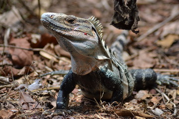 iguane