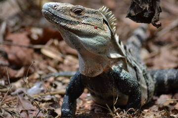 iguane