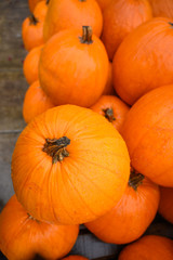 Many pumpkins for sale for Halloween. Background for celebration. Vertical frame.