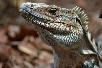 iguane