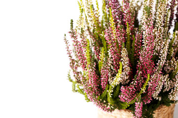 Heather Calluna vulgaris or Erica gracilis flowers