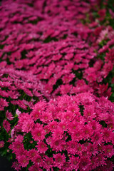 Flowers shot from above, texture for design background, vertical photo