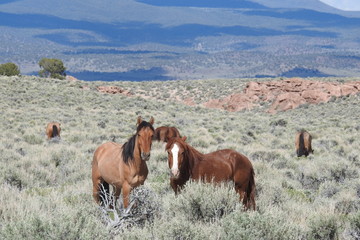 Wild horses, Sierra Nevada Mountains, Dobie Meadows Road, California.
