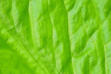 Rainforest leaf, background, texture, Washington State.  