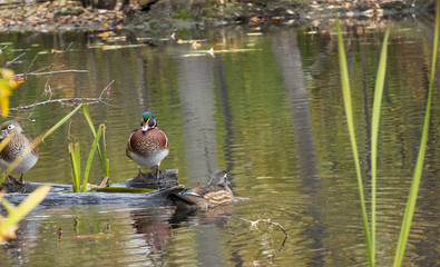 A lone wood duck