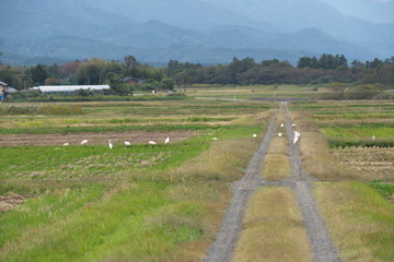 Nipponia nippon or Japanese Crested Ibis or Toki, once extinct animal from Japan, on rice field in Sado island