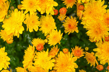 Flowers are yellow and with green flat lay, background for design. horizontal photo