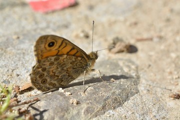 papillon