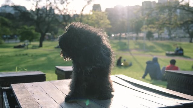 Perrito en un parque con pelos al viento