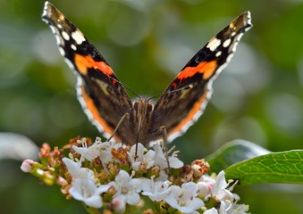 papillon
