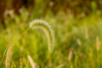 A stalk of Foxtail Grass, close up covered with dew drops. A fresh, summer or fall image with a soft focus green background