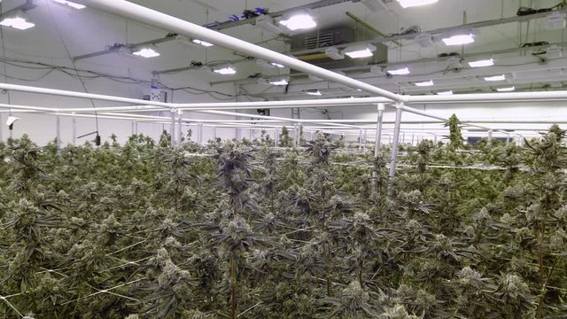 Thick Canopy of Marijuana Plants Ready for Harvest at Commercial Weed Greenhouse