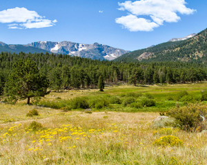 Rocky Mountain Meadow