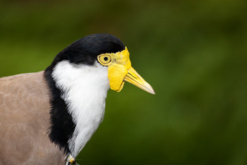 plover
