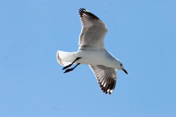 seagull