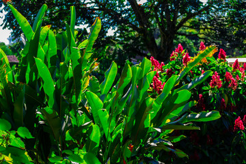paisaje eje cafetero colombia biodiversidad bosque guadual quindio armenia pereira colombia