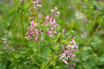 Flowers of Fumitory, Wax dolls, 'Fumaria officinalis'