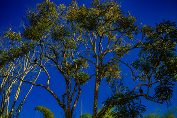 paisaje eje cafetero colombia biodiversidad bosque guadual quindio armenia pereira colombia