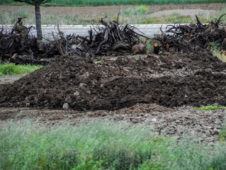 Fototapeta na wymiar Piles of manure in field. Cow and horse manure with land.