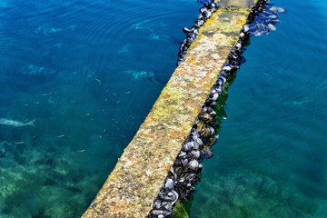 Fresh Mussels in Stone in Kotor Bay, Montenegro