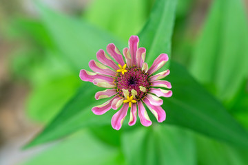 Fototapeta premium Outdoor spring green background red chrysanthemum close-up，Zinnia eIegans