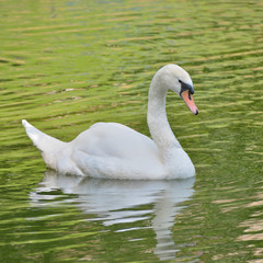 cygne