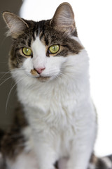 Obraz premium Cat close-up white background