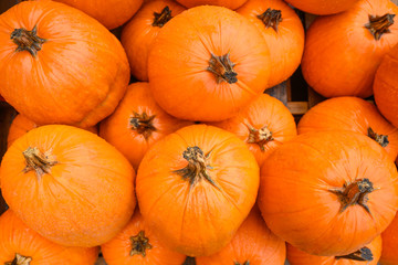 Flat lay, many pumpkins for sale for halloween.
