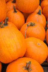 Many pumpkins for sale for Halloween. Background for celebration. Vertical frame.