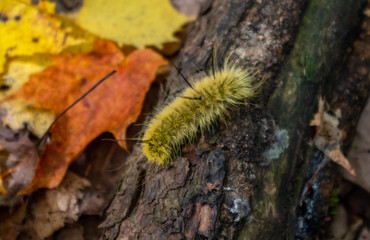 Fuzzy caterpillar on a log, Ontario, Canada