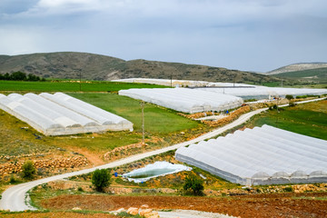 tomato plants growing inside big industrial greenhouse. Industrial agriculture.