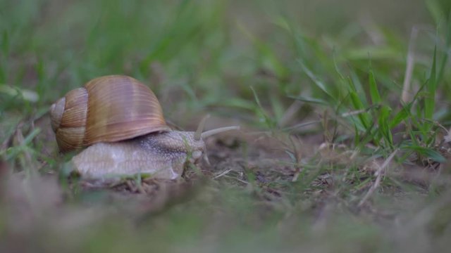 Escargot rampant dans la for&ecirc;t.