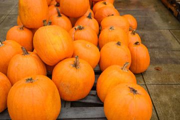 Many pumpkins for sale for Halloween. Background for celebration.