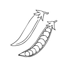 Vector hand drawn sketch outline peas isolated on white background