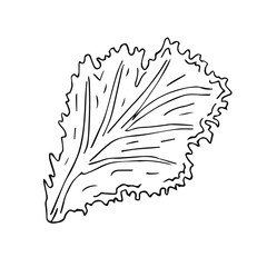 Vector hand drawn sketch doodle outline salad leaf isolated on white background