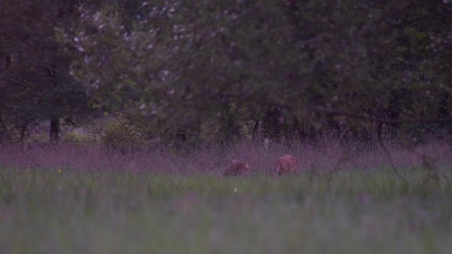 Chevreuil dans un champs pr&egrave;s de la for&ecirc;t.