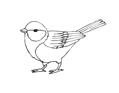 Vector hand drawn sketch black tit bird isolated on white background