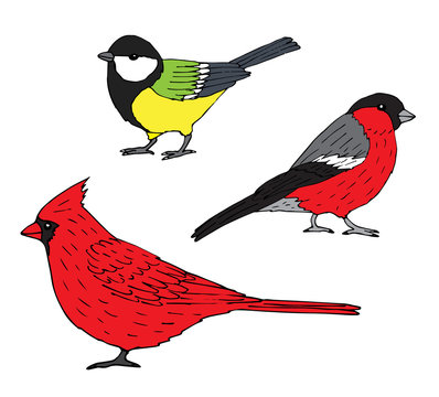 Vector set bundle of hand drawn doodle sketch red cardinal, tit and bullfinch birds isolated on white background