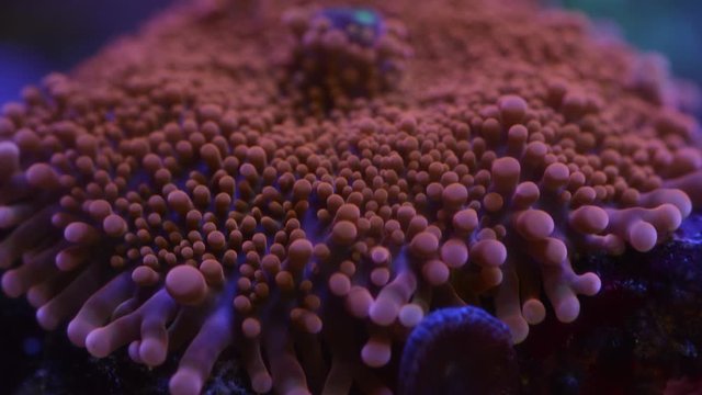pink yuma coral opening up time lapse