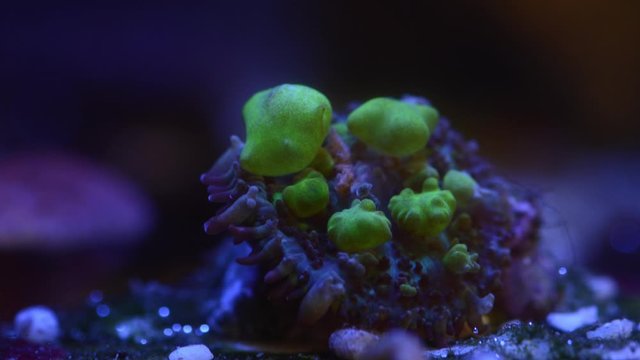 green bounce Rhodactis mushroom coral opening up time lapse