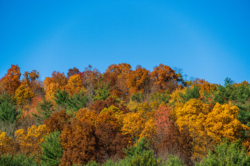 Trees in Autumn