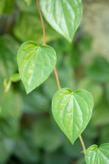 Green color leaves in nature,Close up leaf heart shaped